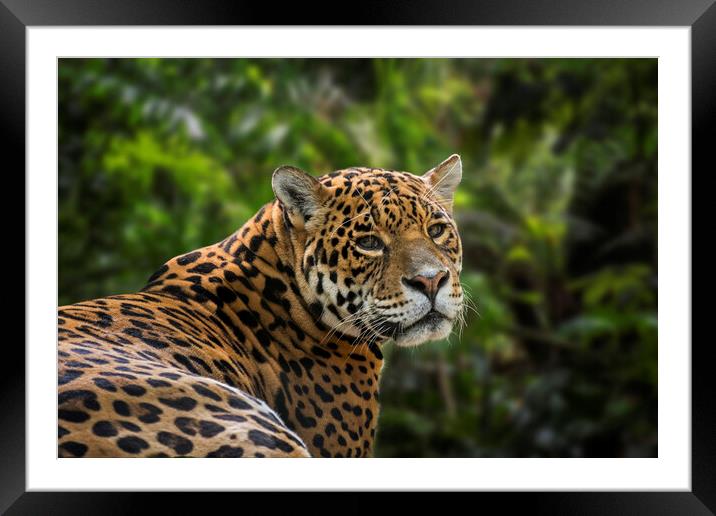 Jaguar in Rain Forest Framed Mounted Print by Arterra 