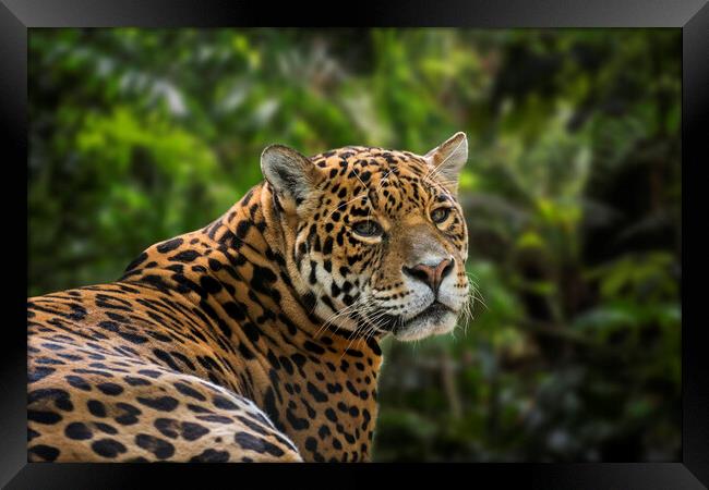 Jaguar in Rain Forest Framed Print by Arterra 