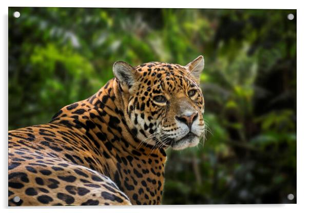 Jaguar in Rain Forest Acrylic by Arterra 