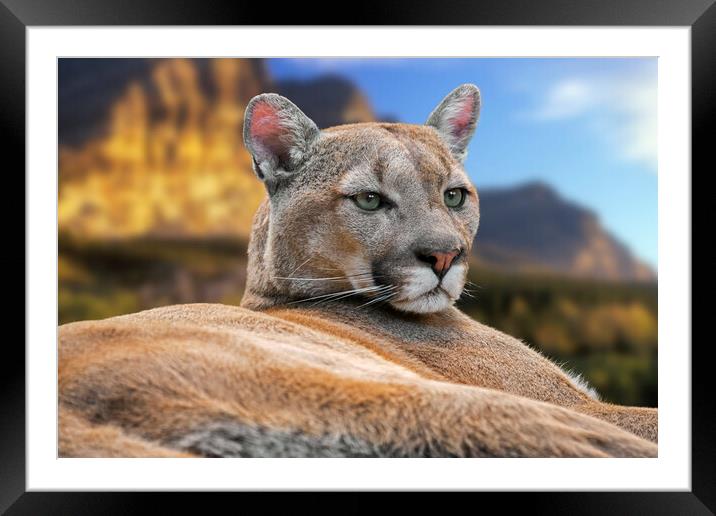 Cougar Framed Mounted Print by Arterra 