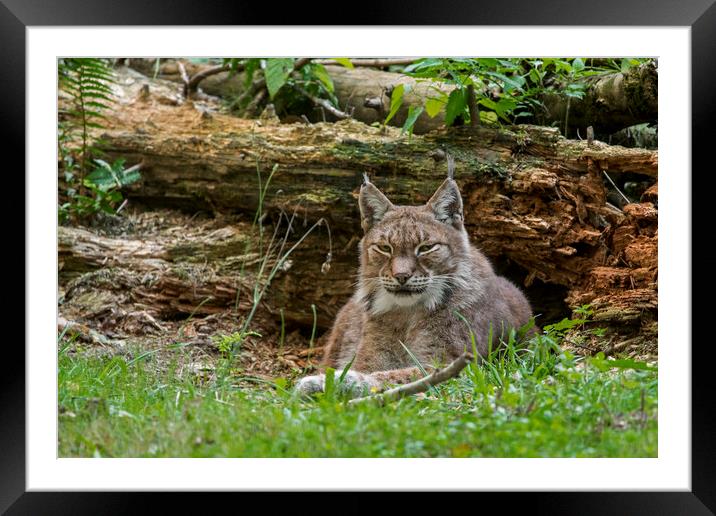 Siberian Lynx in Forest Framed Mounted Print by Arterra 
