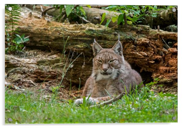 Siberian Lynx in Forest Acrylic by Arterra 