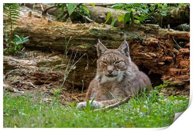 Siberian Lynx in Forest Print by Arterra 