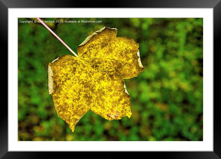 Sycamore tree leaf in a nearby woodland early autumn Framed Mounted Print by Nick Jenkins
