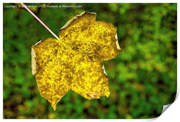 Sycamore tree leaf in a nearby woodland early autumn Print by Nick Jenkins