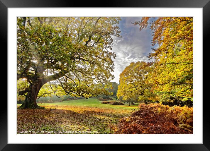 New Forest Scene at Longbeech woods. Framed Mounted Print by Stuart Wyatt