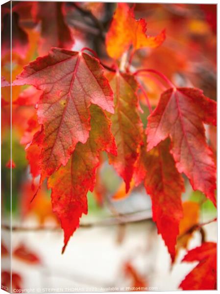 Red Maple Canvas Print by STEPHEN THOMAS