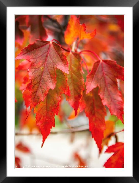 Red Maple Framed Mounted Print by STEPHEN THOMAS