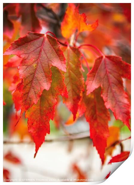 Red Maple Print by STEPHEN THOMAS