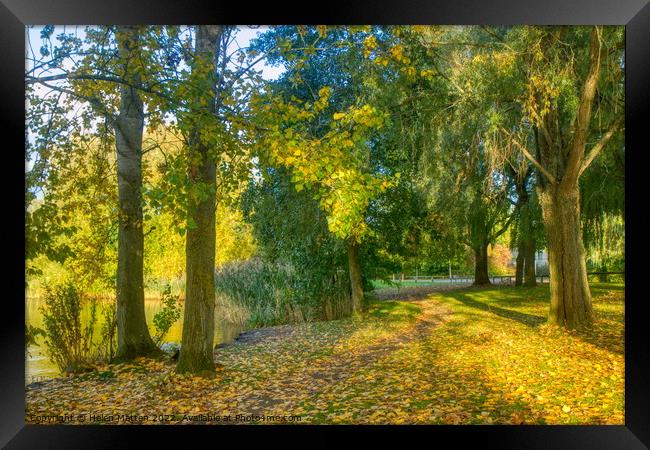 Golden Autumn Woods Framed Print by Helkoryo Photography
