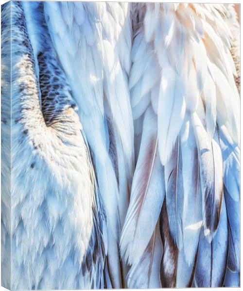 Pelican's Plumage Canvas Print by Belinda Greb