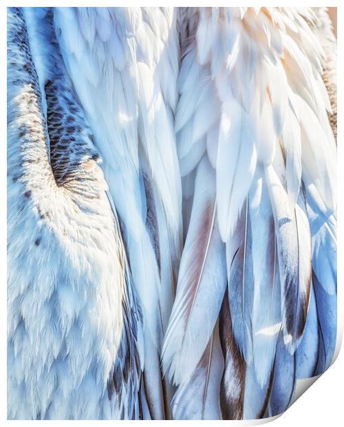 Pelican's Plumage Print by Belinda Greb