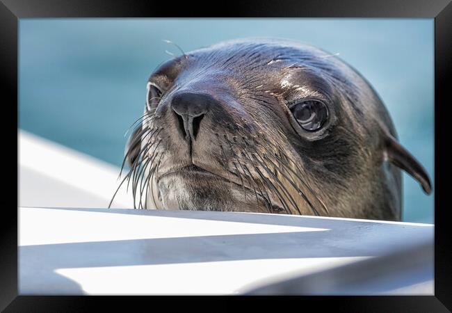 Baby Seal Popping Up to Say Hi Framed Print by Belinda Greb
