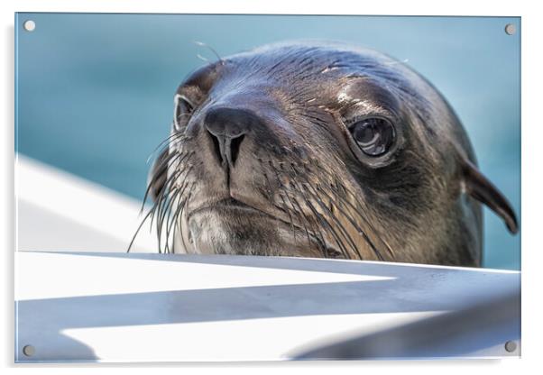 Baby Seal Popping Up to Say Hi Acrylic by Belinda Greb