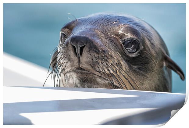 Baby Seal Popping Up to Say Hi Print by Belinda Greb