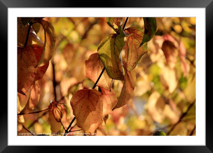 Autumn Leaves Framed Mounted Print by Tom Curtis
