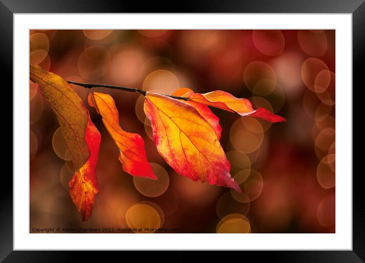 Colourful Autumn Leaves Framed Mounted Print by Alison Chambers