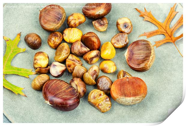 Roasted peeled chestnuts,close up Print by Mykola Lunov Mykola