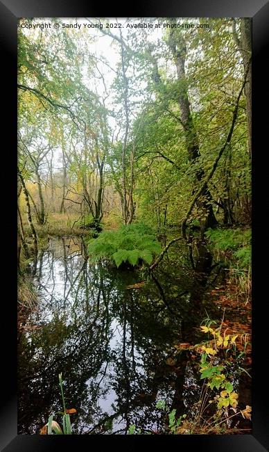 Enchanting Fern Oasis Framed Print by Sandy Young