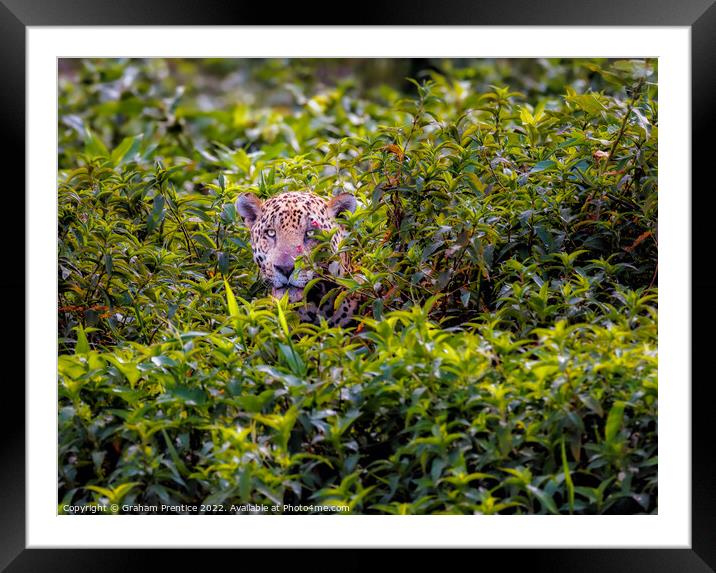 Wounded Jaguar, Pantanal, Brazil Framed Mounted Print by Graham Prentice