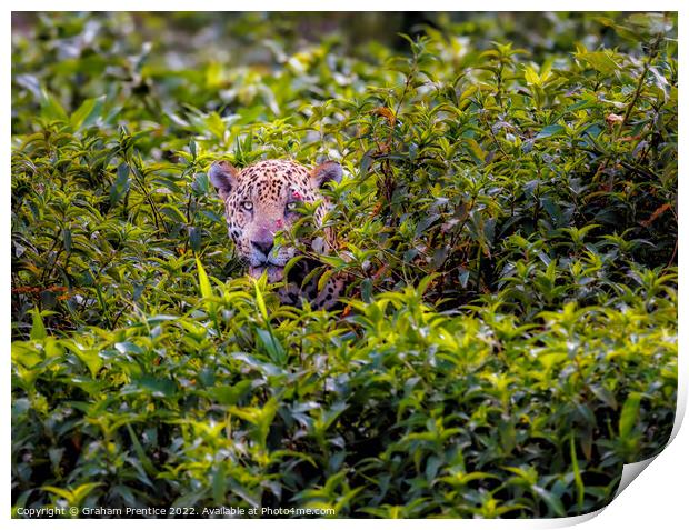 Wounded Jaguar, Pantanal, Brazil Print by Graham Prentice