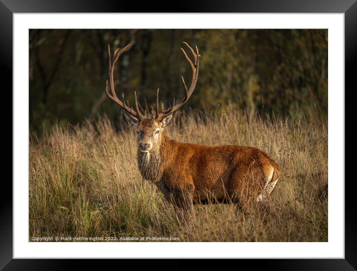 Monarch of the Fell Framed Mounted Print by Mark Hetherington