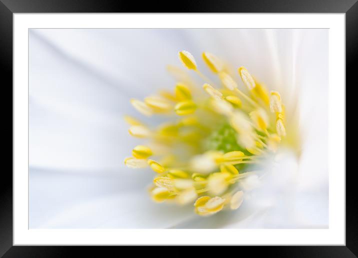 White flower Framed Mounted Print by Mark Harrop