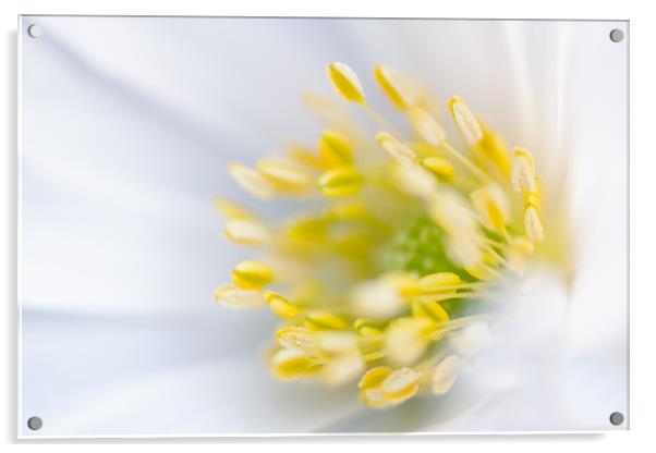 White flower Acrylic by Mark Harrop