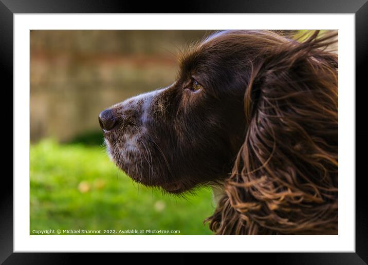 Cocker Spaniel Framed Mounted Print by Michael Shannon
