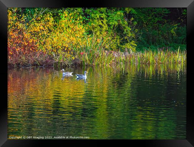 Greylag Geese Autumn Reflection Lake Framed Print by OBT imaging