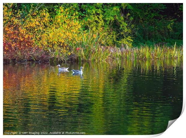 Greylag Geese Autumn Reflection Lake Print by OBT imaging