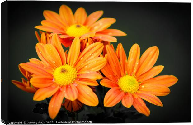 Vibrant Orange Chrysanthemums Canvas Print by Jeremy Sage