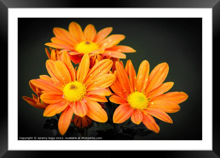 Vibrant Orange Chrysanthemums Framed Mounted Print by Jeremy Sage