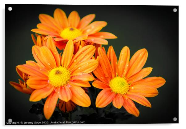 Vibrant Orange Chrysanthemums Acrylic by Jeremy Sage