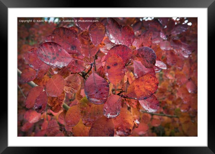 Golden colours of autumn Framed Mounted Print by Kevin White