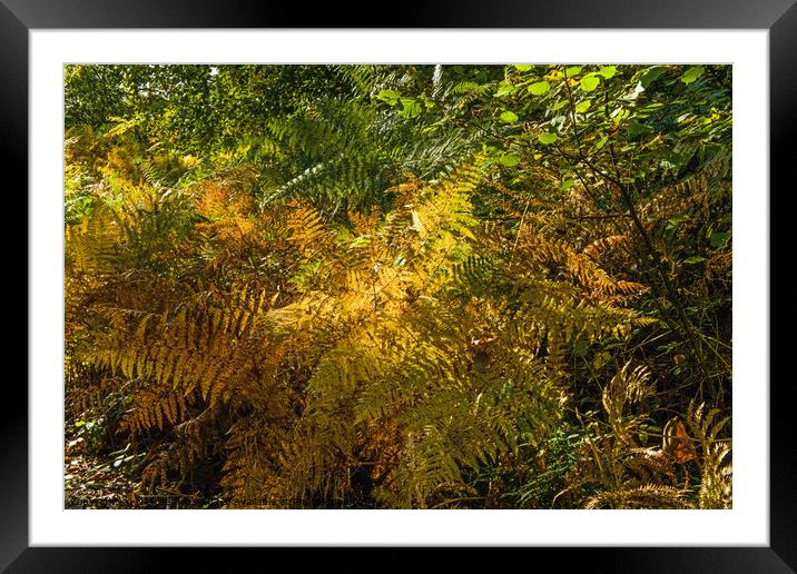 Autumn Tinged Bracken at Hensol Forest Vale of Glamorgan Framed Mounted Print by Nick Jenkins