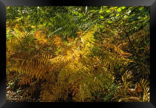 Autumn Tinged Bracken at Hensol Forest Vale of Glamorgan Framed Print by Nick Jenkins