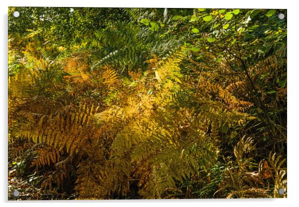 Autumn Tinged Bracken at Hensol Forest Vale of Glamorgan Acrylic by Nick Jenkins