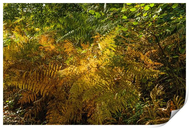 Autumn Tinged Bracken at Hensol Forest Vale of Glamorgan Print by Nick Jenkins