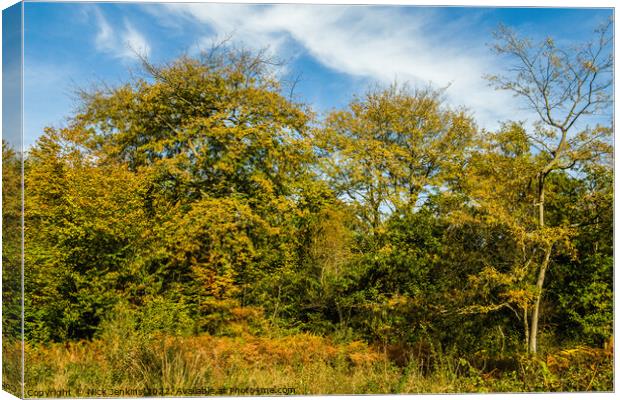 Autumnal Tints at Hensol Forest Vale of Glamorgan  Canvas Print by Nick Jenkins
