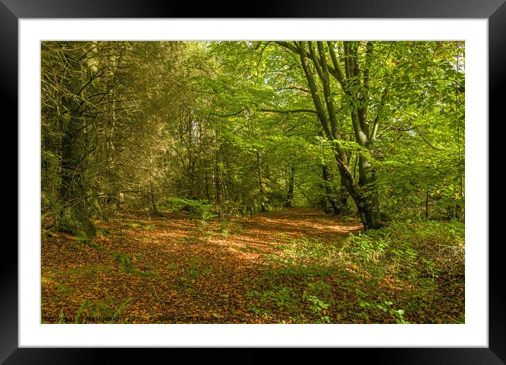 A Bright Sunny Patch in the Hensol Forest Autumn Framed Mounted Print by Nick Jenkins