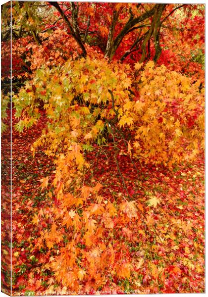 Acer leaves Canvas Print by Simon Johnson