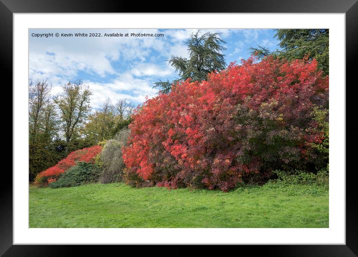 The beauty of autumn colours Framed Mounted Print by Kevin White