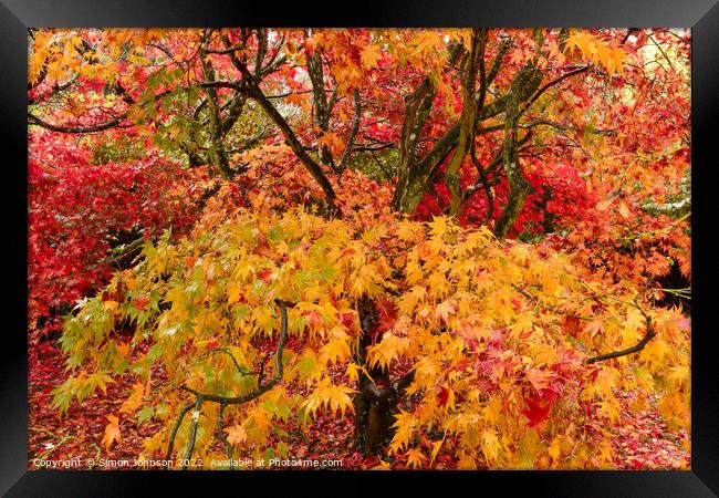 Acer leaves Framed Print by Simon Johnson