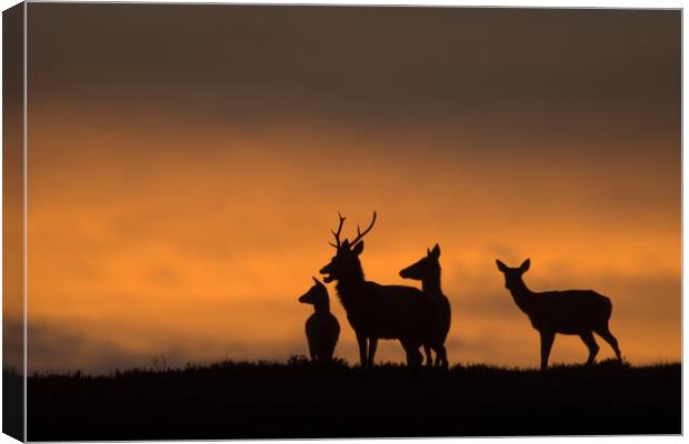 Red Deer Canvas Print by Macrae Images