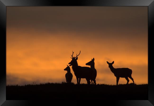 Red Deer Framed Print by Macrae Images