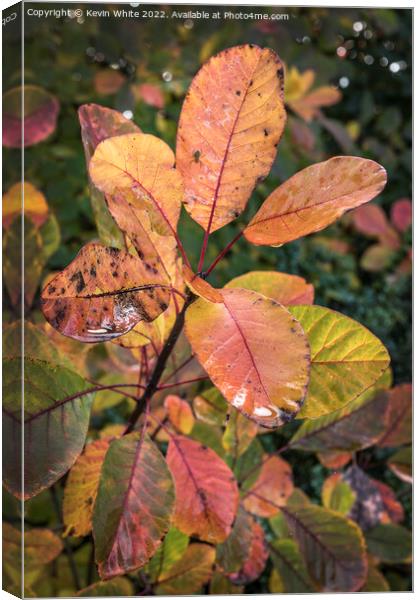 Autumn leaves after the rain Canvas Print by Kevin White