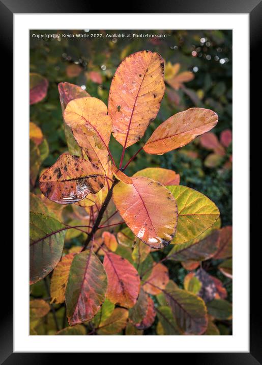 Autumn leaves after the rain Framed Mounted Print by Kevin White