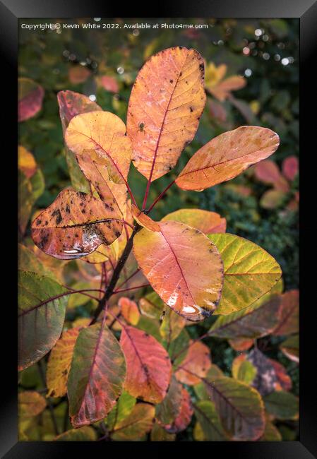 Autumn leaves after the rain Framed Print by Kevin White