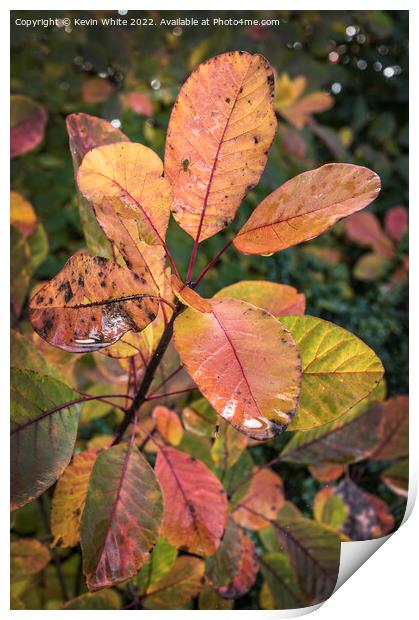 Autumn leaves after the rain Print by Kevin White